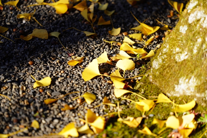 京都の紅葉_2021_09　赤山禅院　No24