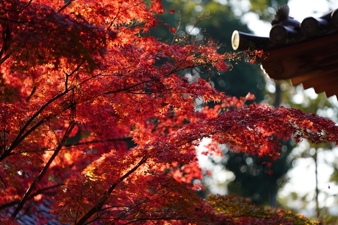 京都の紅葉_2021_09　赤山禅院　No25