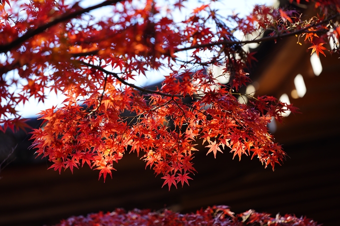 京都の紅葉_2021_09　赤山禅院　No26