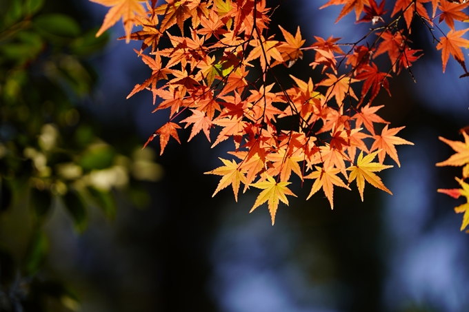 京都の紅葉_2021_09　赤山禅院　No27