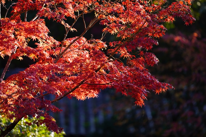 京都の紅葉_2021_09　赤山禅院　No28