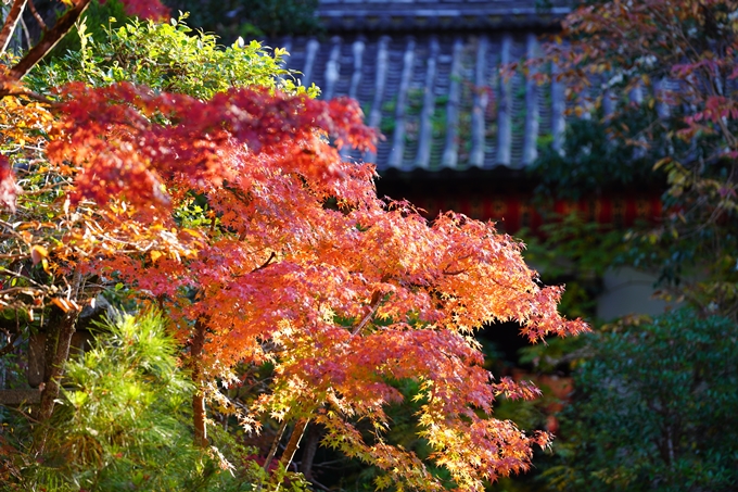 京都の紅葉_2021_09　赤山禅院　No29