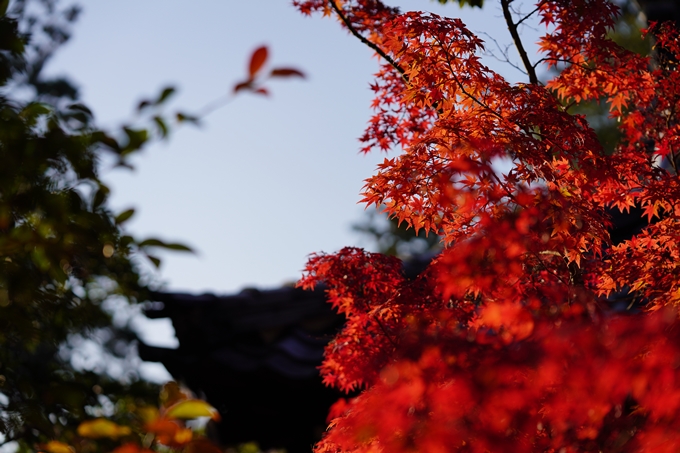 京都の紅葉_2021_09　赤山禅院　No30