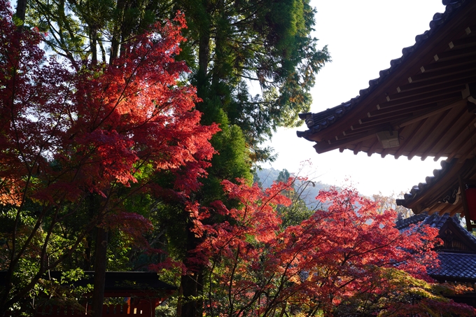 京都の紅葉_2021_09　赤山禅院　No36