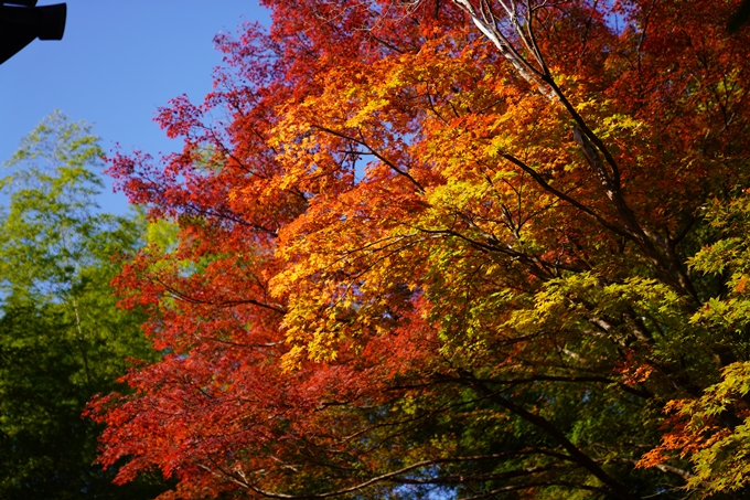 京都の紅葉_2021_09　赤山禅院　No38