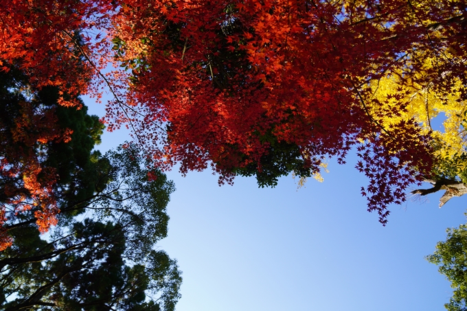 京都の紅葉_2021_09　赤山禅院　No39