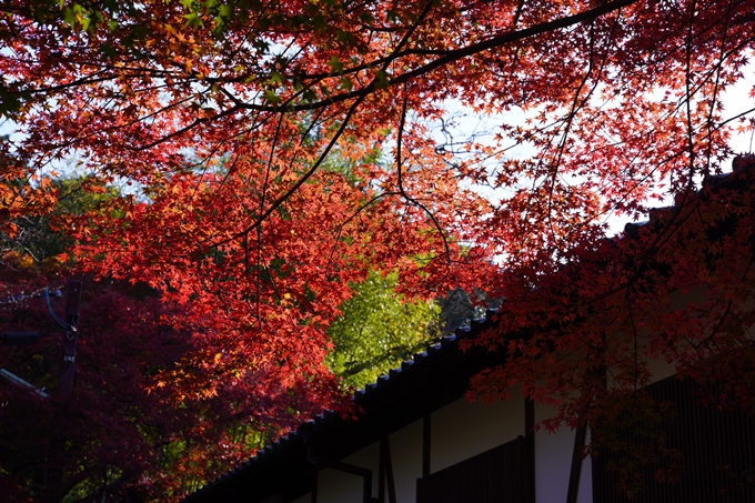 京都の紅葉_2021_10　曼殊院門跡　No3