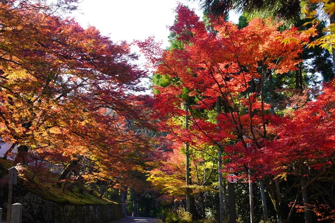 京都の紅葉_2021_10　曼殊院門跡　No4