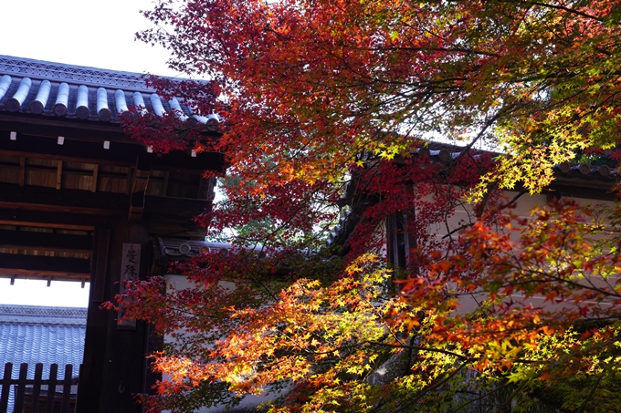 京都の紅葉_2021_10　曼殊院門跡　No6