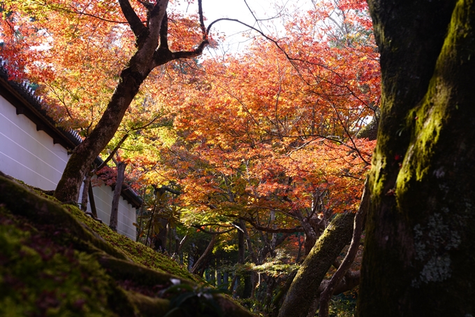 京都の紅葉_2021_10　曼殊院門跡　No8