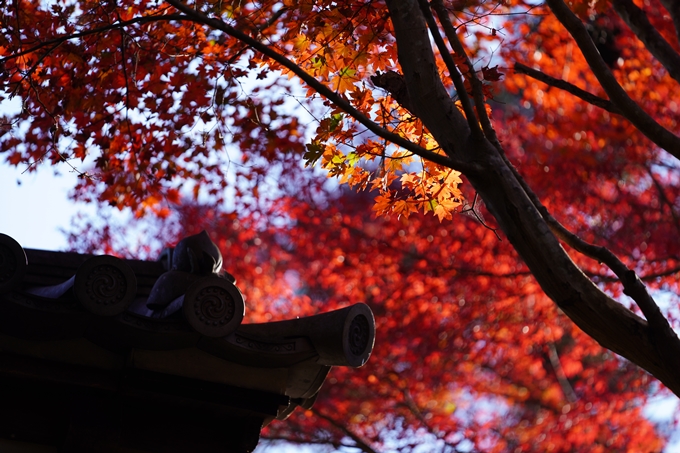 京都の紅葉_2021_10　曼殊院門跡　No11