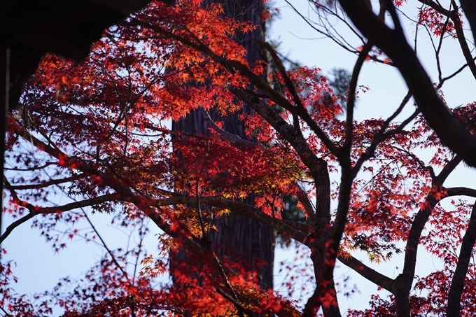 京都の紅葉_2021_10　曼殊院門跡　No12