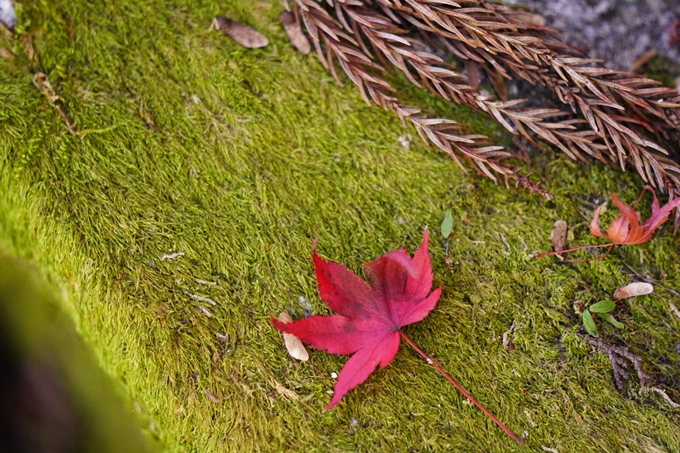 京都の紅葉_2021_10　曼殊院門跡　No14