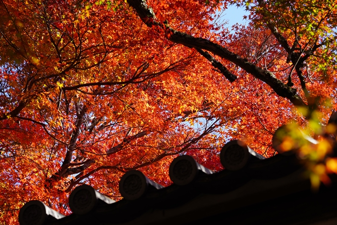 京都の紅葉_2021_10　曼殊院門跡　No15