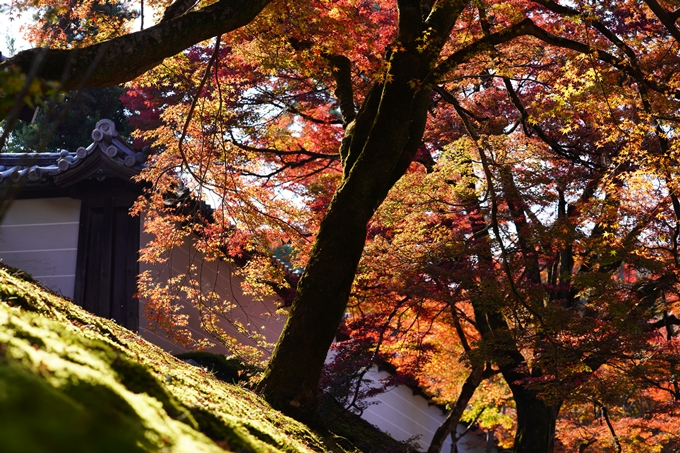 京都の紅葉_2021_10　曼殊院門跡　No16