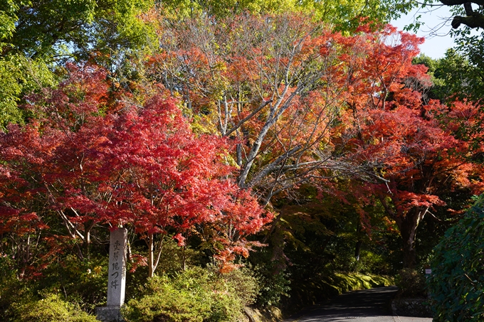 京都の紅葉_2021_10　曼殊院門跡　No19