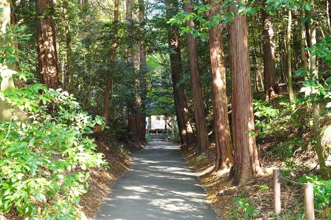 京都の紅葉_2021_10　曼殊院門跡　No20