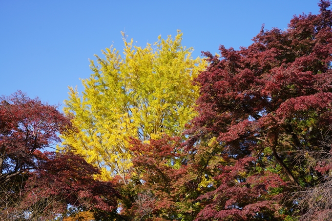 京都の紅葉_2021_10　曼殊院門跡　No23