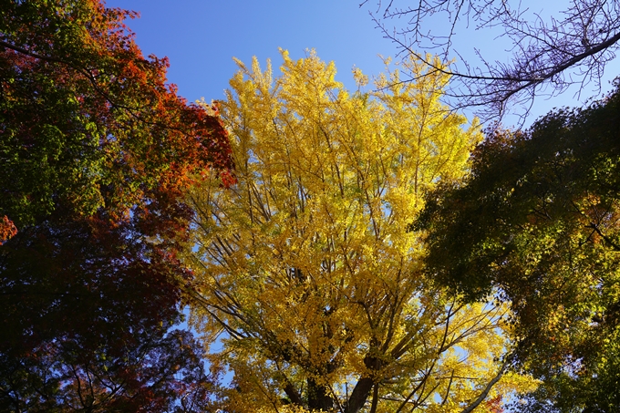 京都の紅葉_2021_10　曼殊院門跡　No24