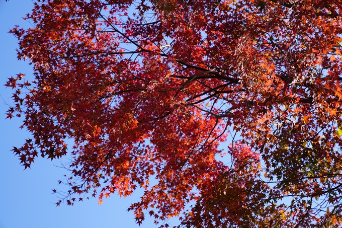 京都の紅葉_2021_10　曼殊院門跡　No26