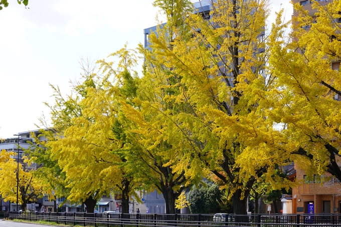 京都の紅葉_2021_11　堀川通_銀杏並木　No5