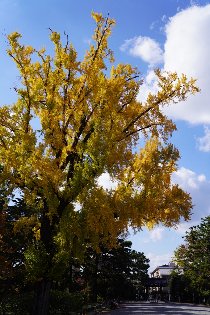 京都の紅葉_2021_12　京都御苑　No2