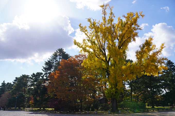 京都の紅葉_2021_12　京都御苑　No3