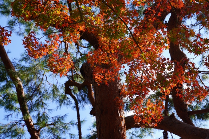 京都の紅葉_2021_12　京都御苑　No7