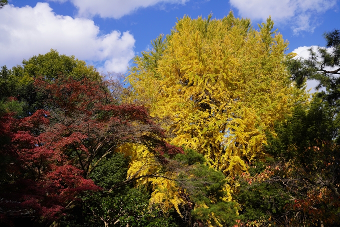 京都の紅葉_2021_12　京都御苑　No8