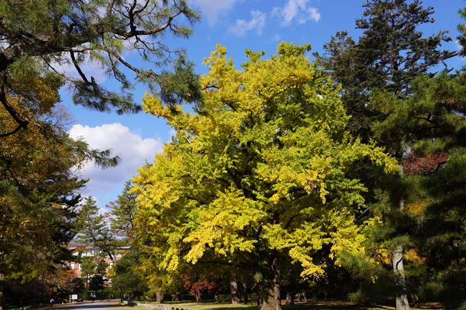 京都の紅葉_2021_12　京都御苑　No9