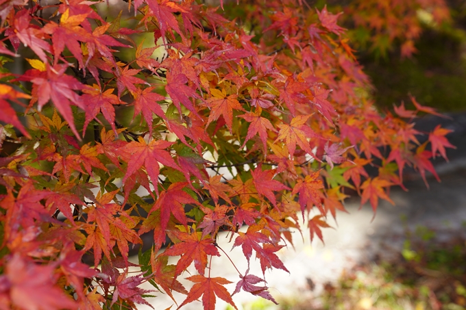 京都の紅葉_2021_12　京都御苑　No10