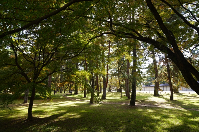 京都の紅葉_2021_12　京都御苑　No13