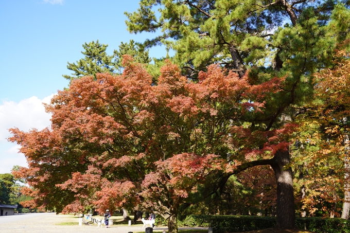 京都の紅葉_2021_12　京都御苑　No14