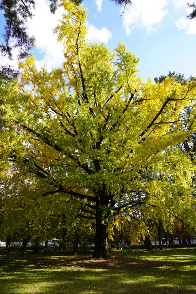 京都の紅葉_2021_12　京都御苑　No15