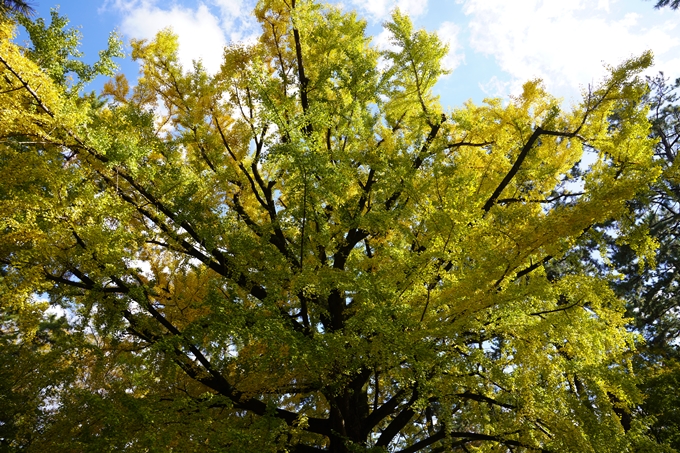 京都の紅葉_2021_12　京都御苑　No16