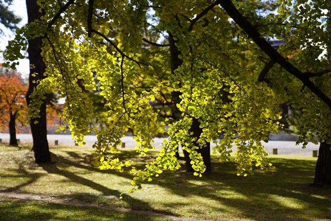 京都の紅葉_2021_12　京都御苑　No17