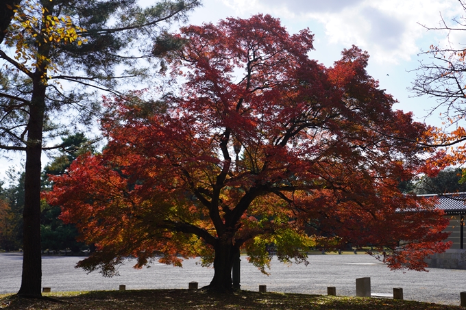 京都の紅葉_2021_12　京都御苑　No19