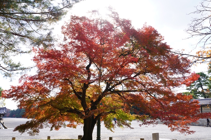 京都の紅葉_2021_12　京都御苑　No20