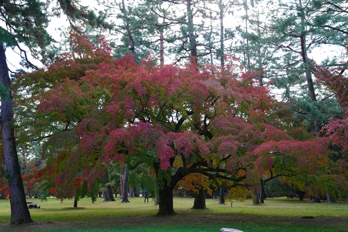 京都の紅葉_2021_12　京都御苑　No23