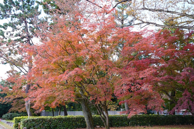 京都の紅葉_2021_12　京都御苑　No25