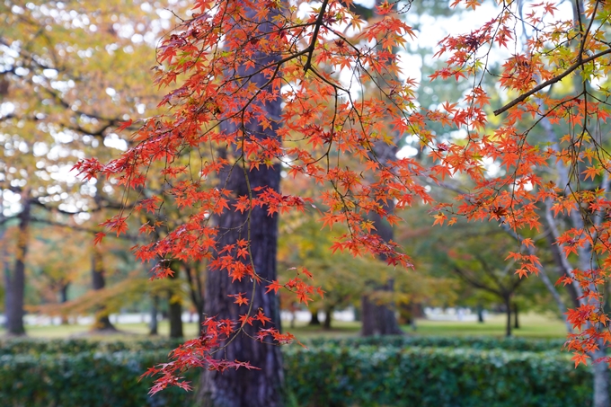 京都の紅葉_2021_12　京都御苑　No27