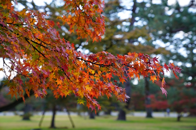 京都の紅葉_2021_12　京都御苑　No28