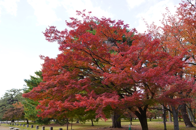 京都の紅葉_2021_12　京都御苑　No29