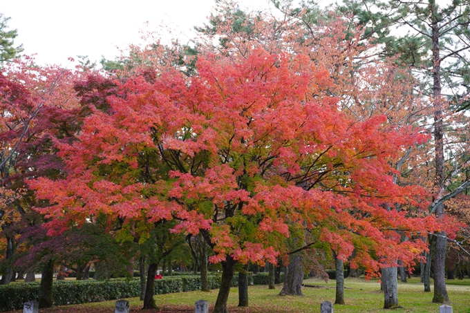 京都の紅葉_2021_12　京都御苑　No30