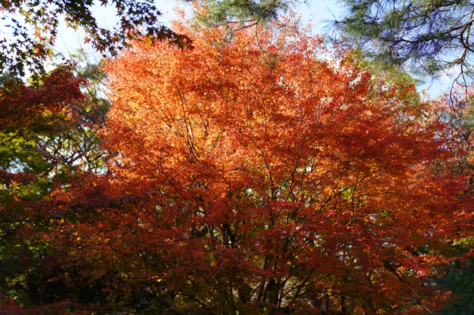 京都の紅葉_2021_12　京都御苑　No31