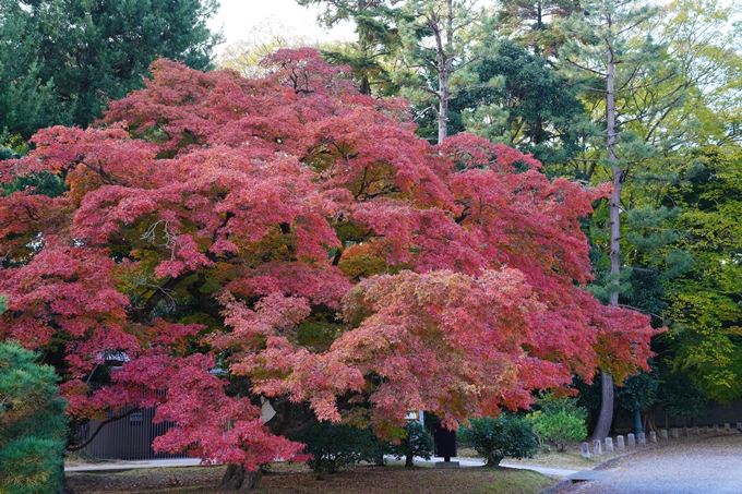 京都の紅葉_2021_12　京都御苑　No32