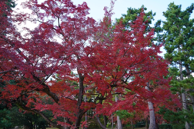 京都の紅葉_2021_12　京都御苑　No33