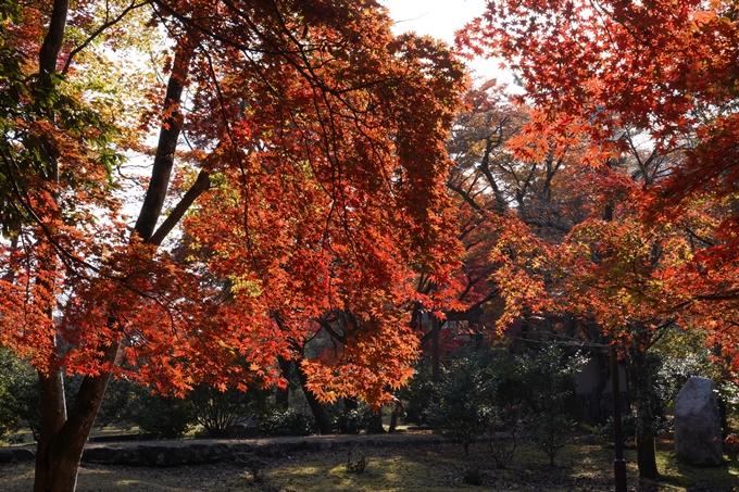 京都の紅葉_2021_14　嵐山公園　No24