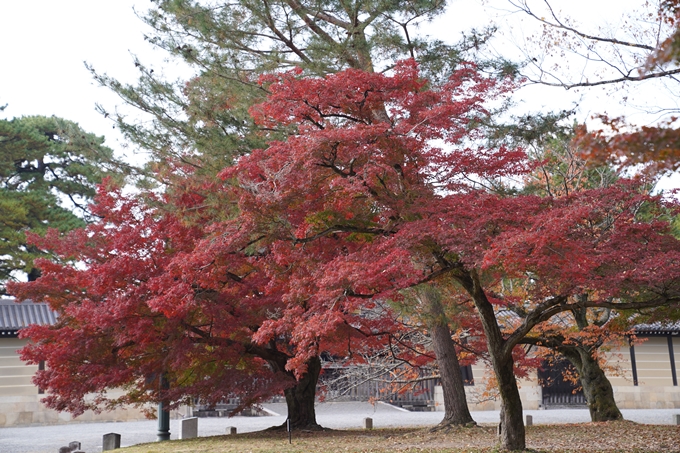 京都の紅葉_2021_15　京都御苑　No27