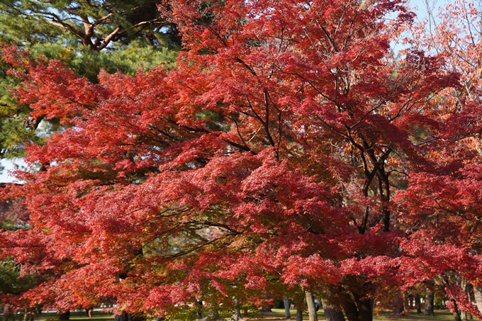 京都の紅葉_2021_15　京都御苑　No29